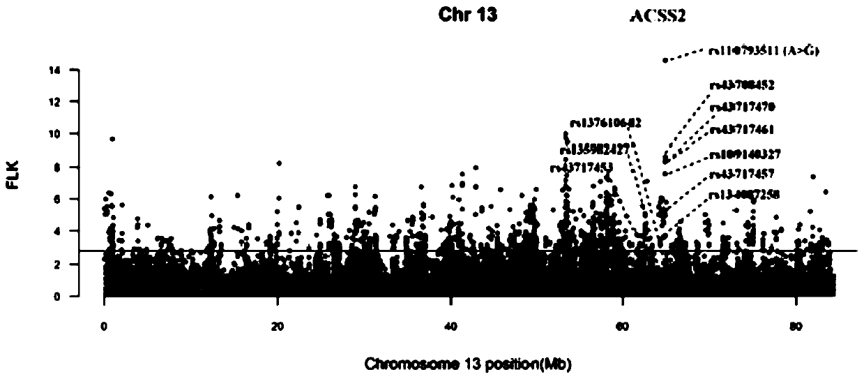 Method for screening cattle high altitude hypoxia adaptation molecular markers and application thereof