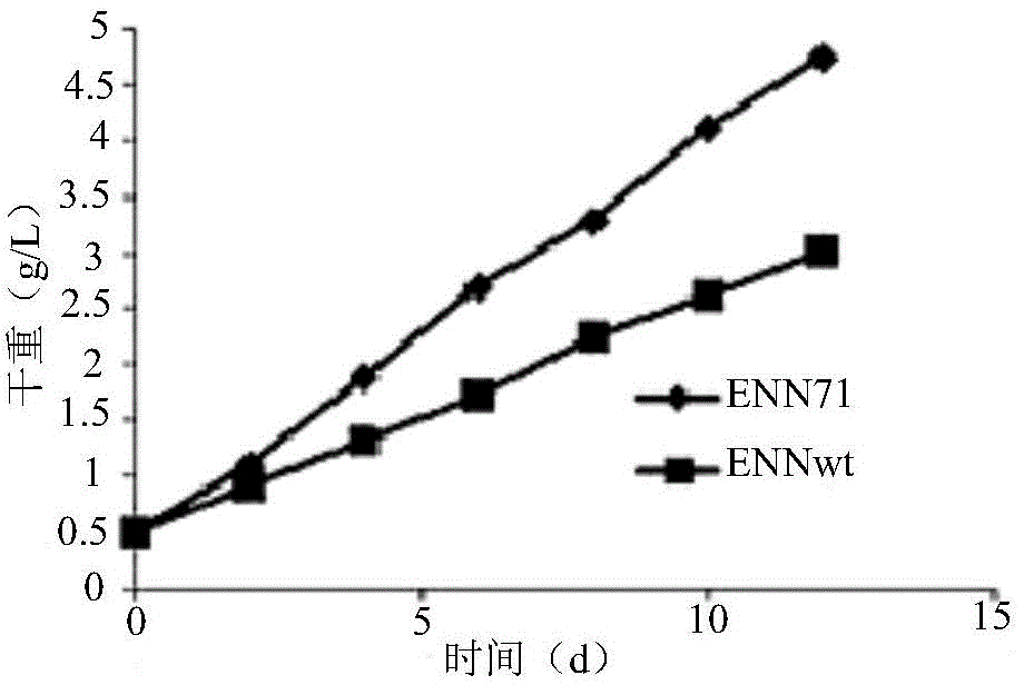 Haematococcus pluvialis ENN71 and cultural method and application of haematococcus pluvialis ENN71