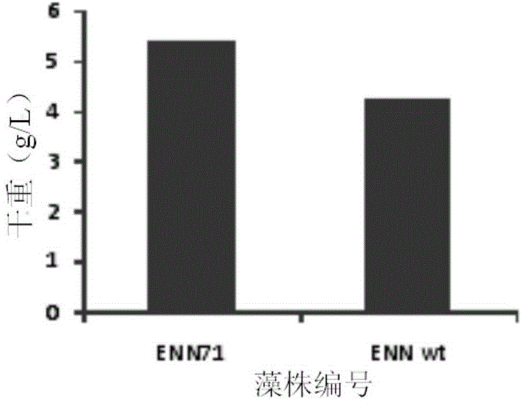 Haematococcus pluvialis ENN71 and cultural method and application of haematococcus pluvialis ENN71