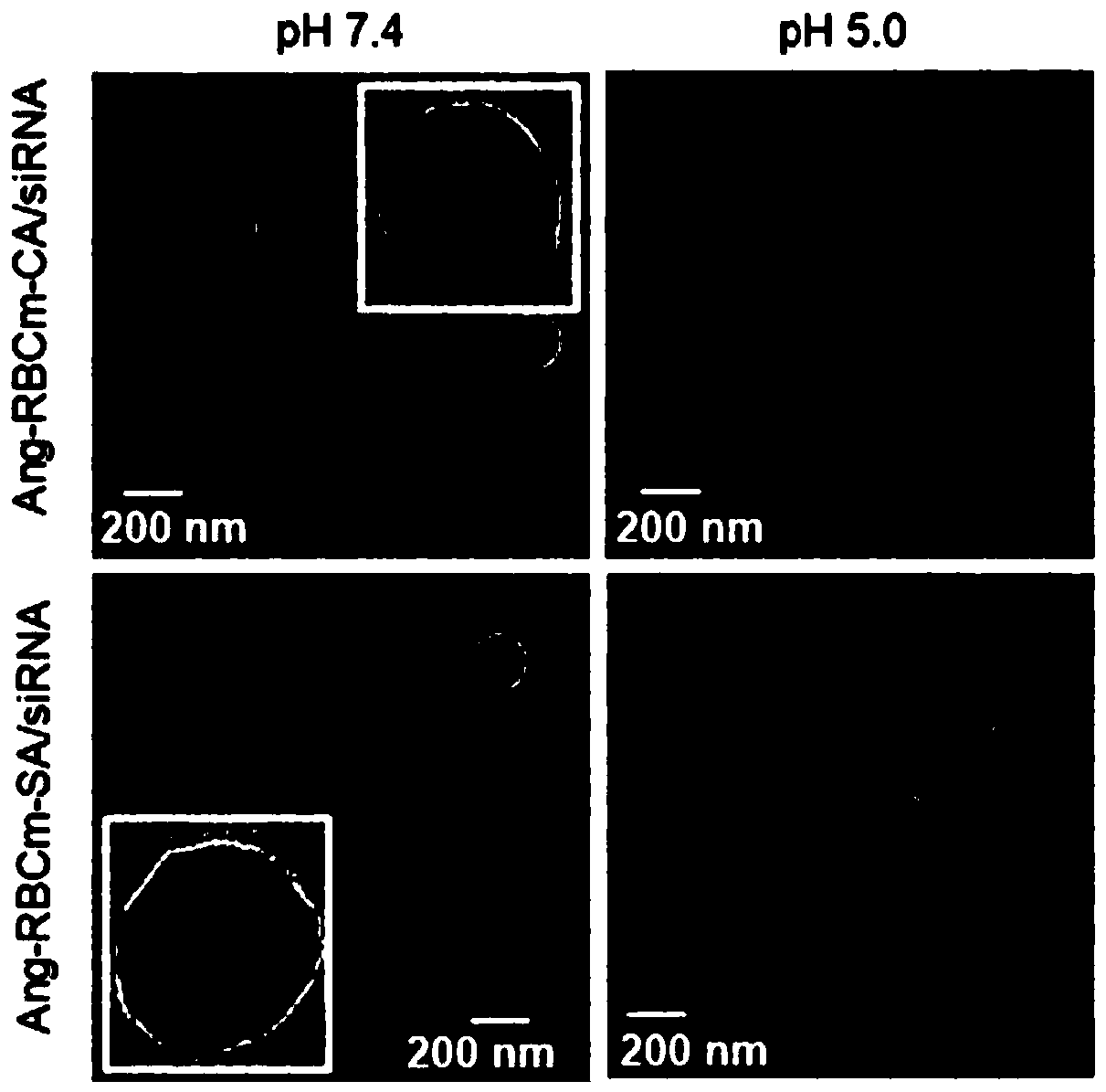 Bionic nanocarrier for treating GBM (glioblastoma) and preparation method of bionic nanocarrier