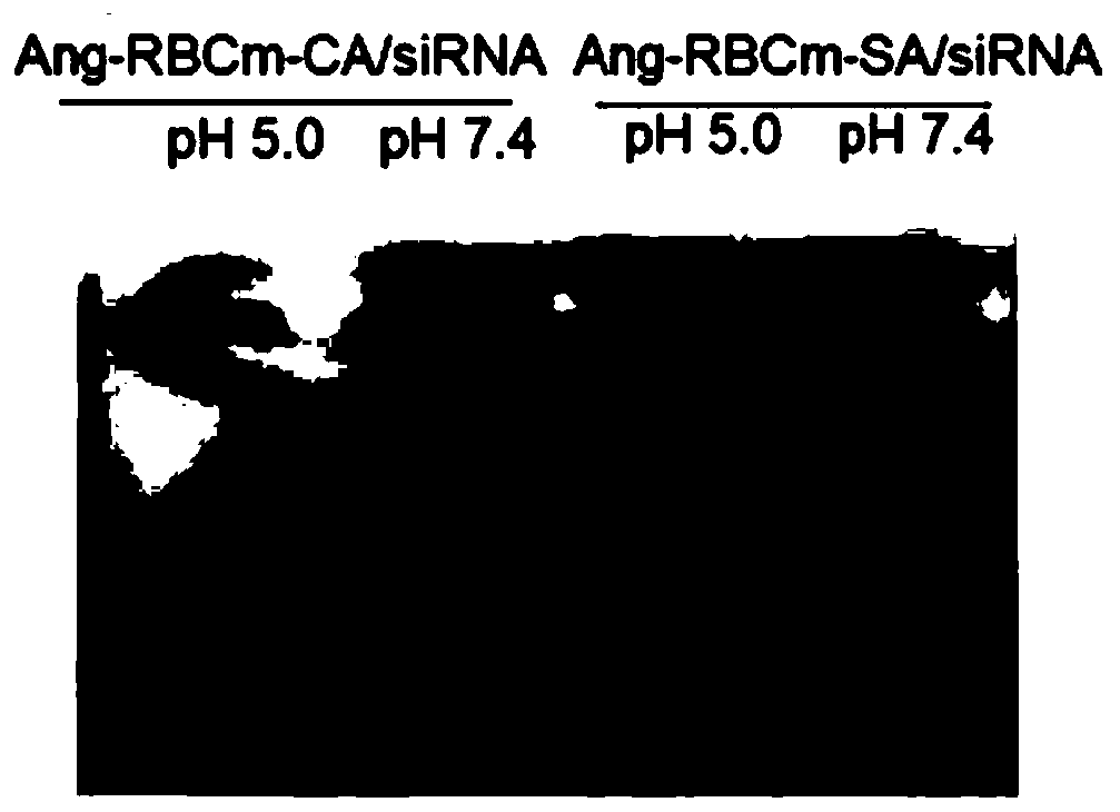 Bionic nanocarrier for treating GBM (glioblastoma) and preparation method of bionic nanocarrier