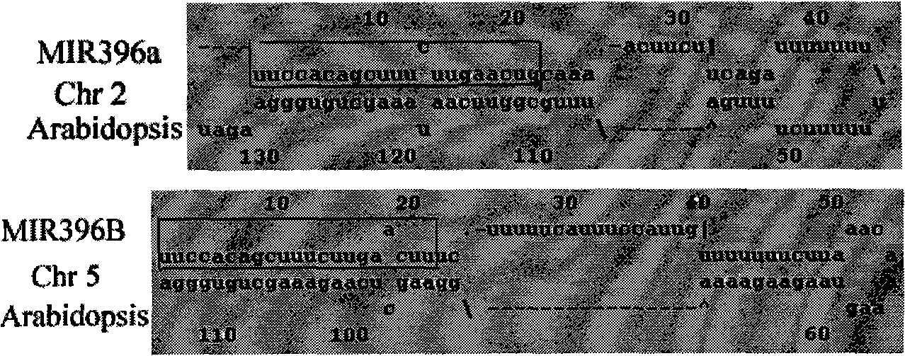 Use of Arabidopsis miR396 micromolecule