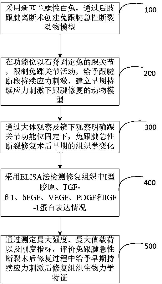 Method for repairing rabbit achilles tendon injury through continuous stretching stress stimulation