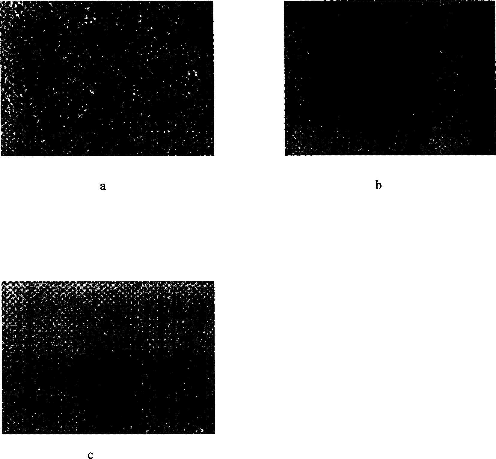 New use of sulpiride in pharmacy