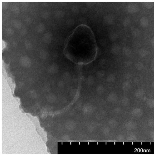 Novel vibrio parahaemolyticus phage with wide lysis spectrum as well as specific primer and application thereof