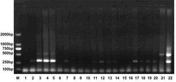 Kit and preparation method for identifying and detecting a variety of sheep Theileria