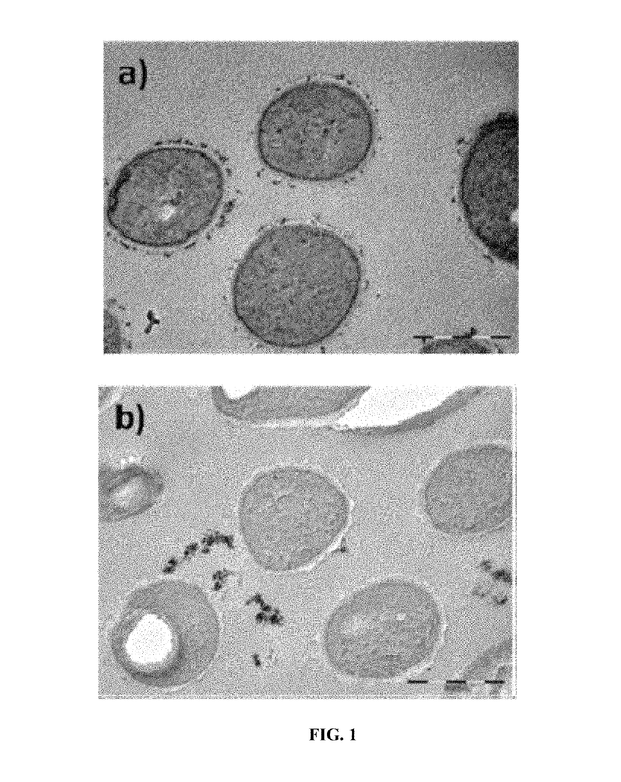 Probiotic bacteria comprising metals, metal nanoparticles and uses thereof