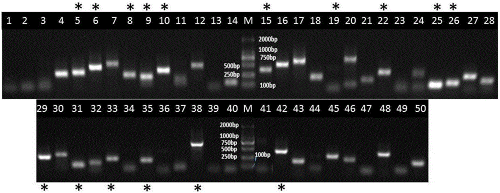 Method for designing species specific primer for detecting species with known genome information in microbial community and method for measuring bacterium content