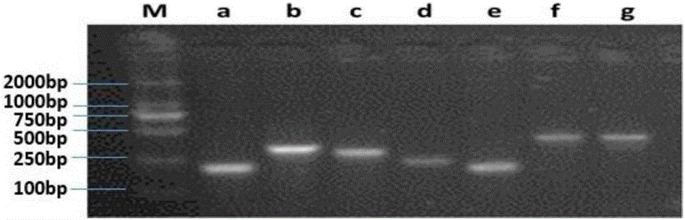 Method for designing species specific primer for detecting species with known genome information in microbial community and method for measuring bacterium content