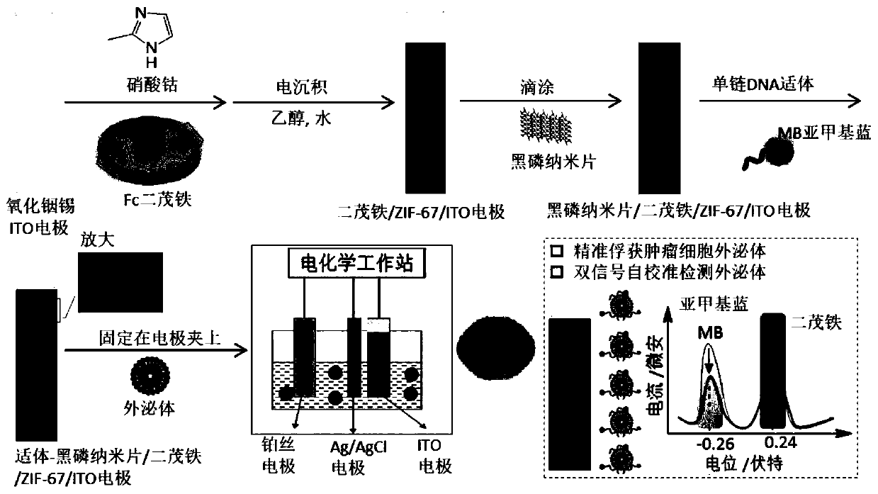 Preparation method of bifunctional hybrid film for tumor exosome self-calibration detection