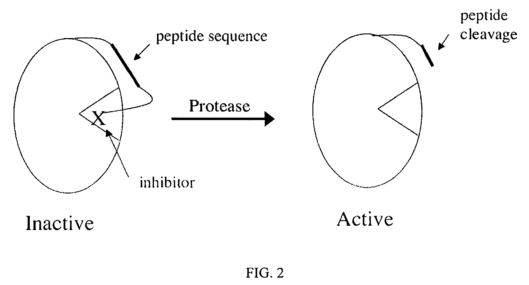 Signal amplification using a synthetic zymogen