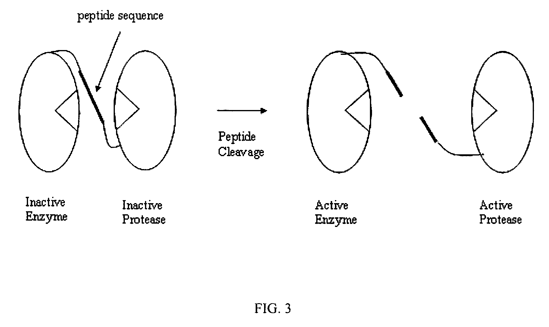 Signal amplification using a synthetic zymogen