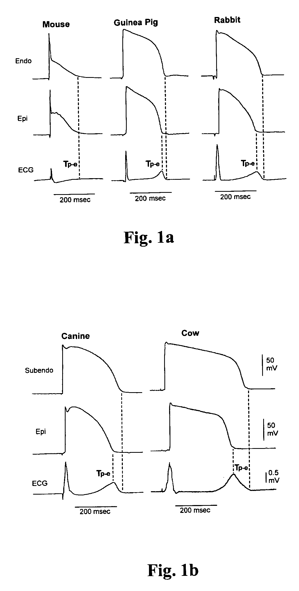 Methods for screening compounds for proarrhythmic risk and antiarrhythmic efficacy