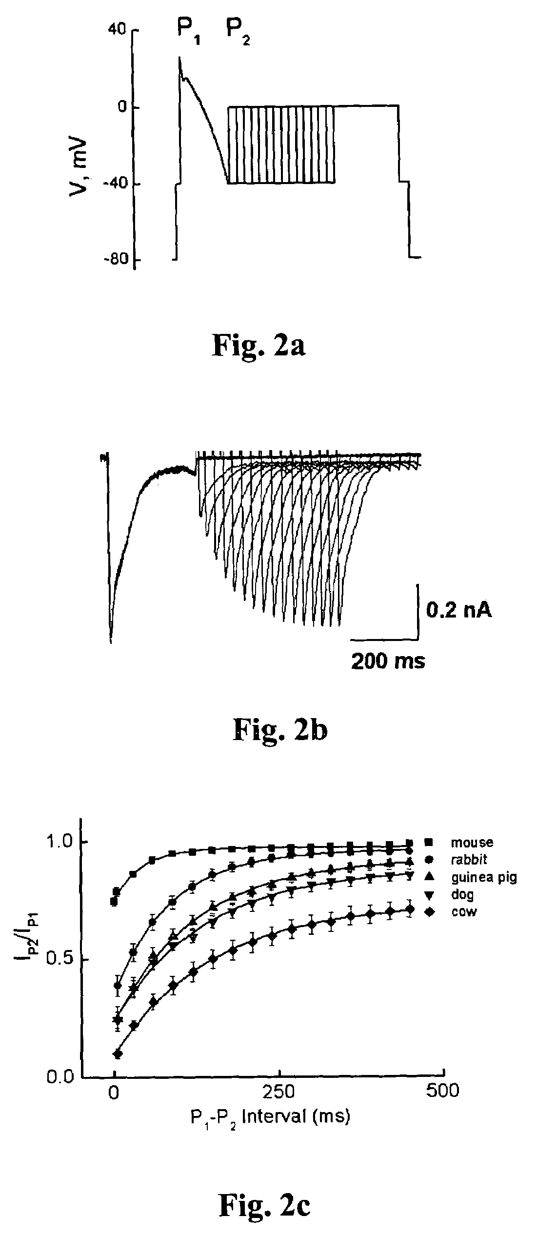 Methods for screening compounds for proarrhythmic risk and antiarrhythmic efficacy