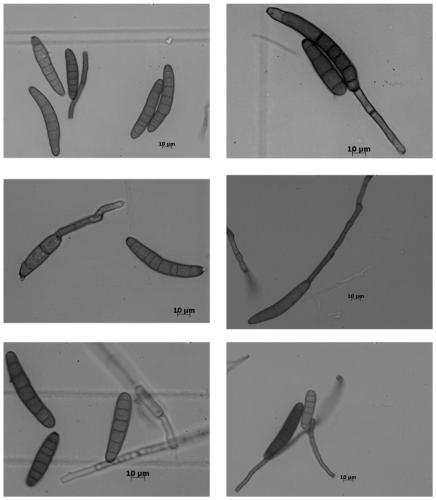 Bipolaris yamadae (Y.Nisik.) shoemaker and screening and identification method and application thereof