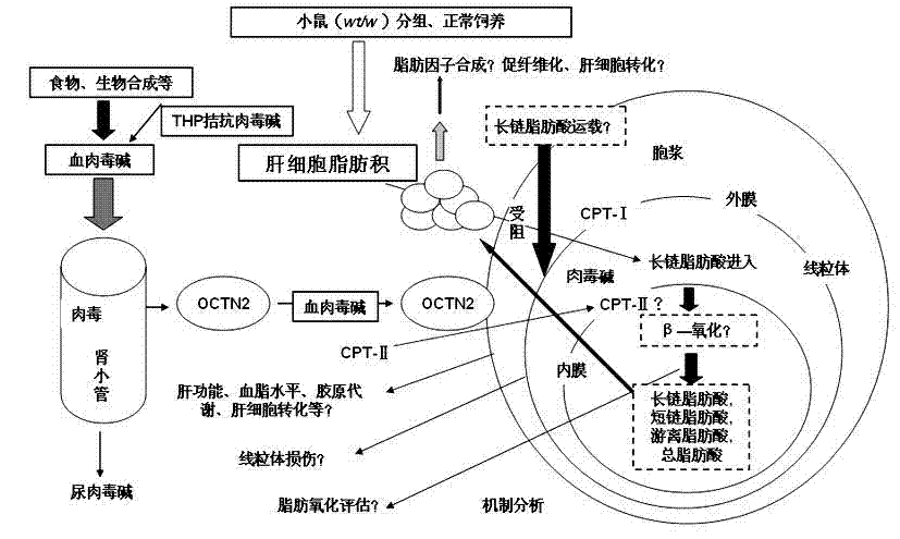 A kind of non-alcoholic fatty liver disease model preparation method