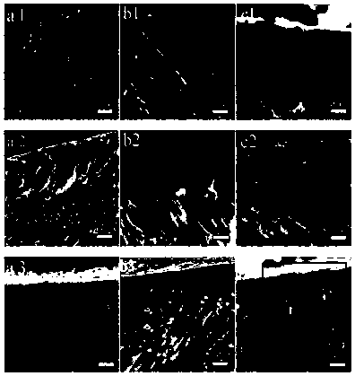 Alginate dentifrice composition and preparation method thereof