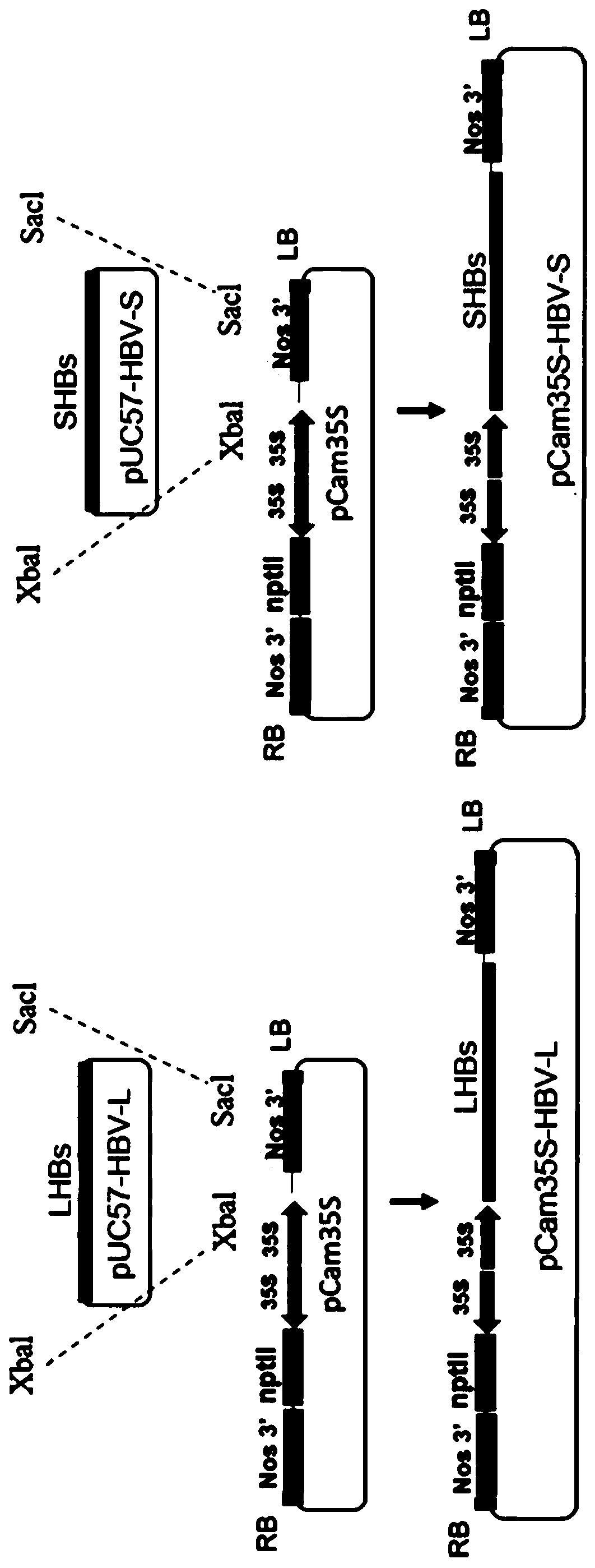 Application of lettuces as host to expression of Hepatitis B vaccines