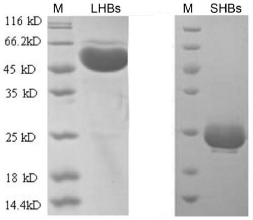 Application of lettuces as host to expression of Hepatitis B vaccines