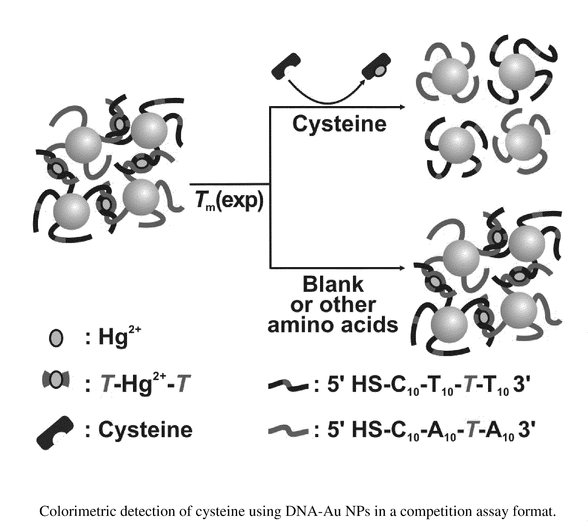 Nanoparticle-Based Colorimetric Detection Of Cysteine