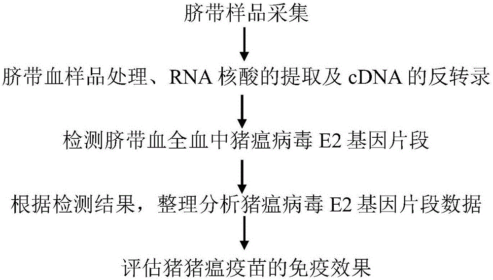 Swine umbilical cord blood swine fever virus wild strain diagnosing primer group, kit containing same and application thereof