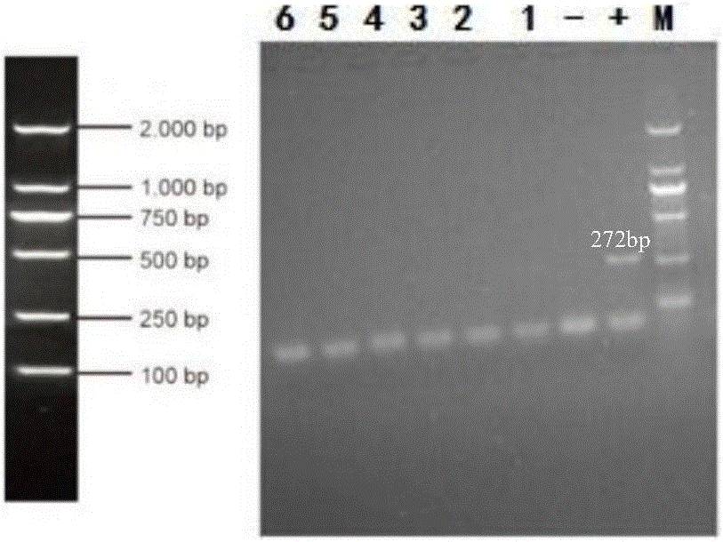 Swine umbilical cord blood swine fever virus wild strain diagnosing primer group, kit containing same and application thereof