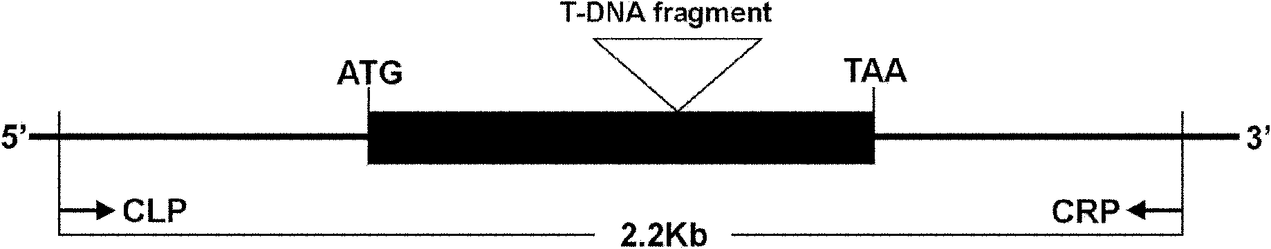 Anther development control gene and use thereof in realizing male sterility in Arabidopsis thaliana