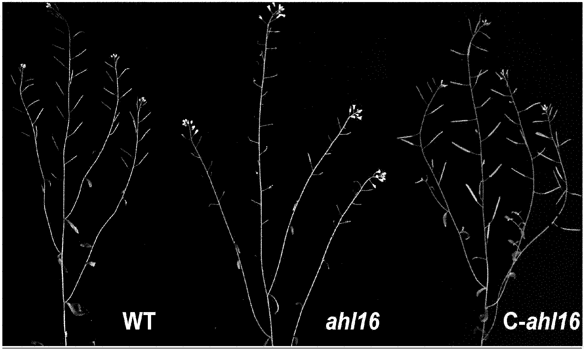 Anther development control gene and use thereof in realizing male sterility in Arabidopsis thaliana