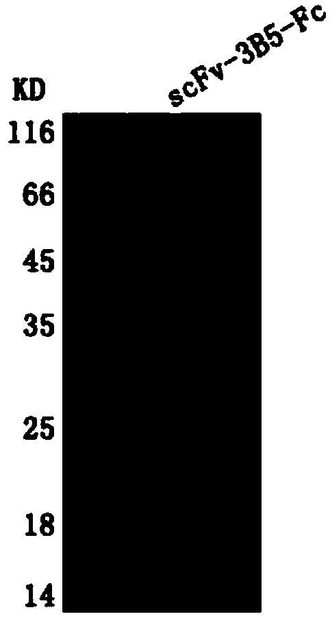 Monoclonal antibody against CD19 as well as preparation method and application thereof