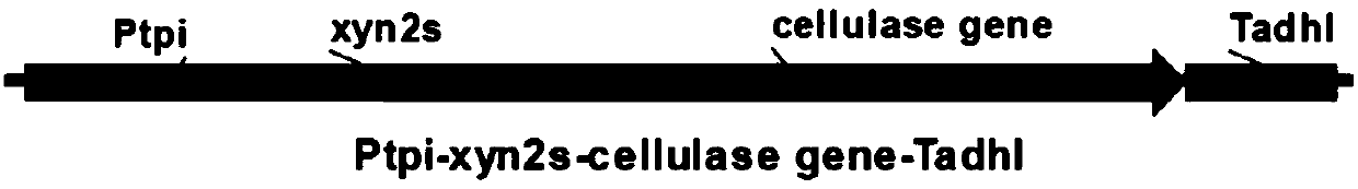 Saccharomyces cerevisiae industrial strain capable of delta integration and secretion and expression of cellulase and application thereof