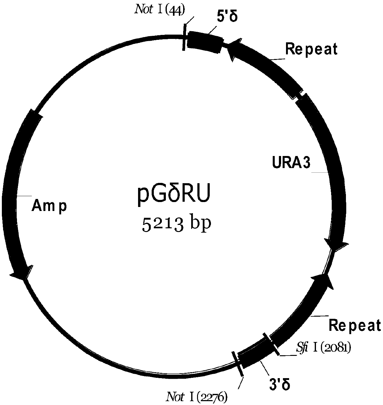 Saccharomyces cerevisiae industrial strain capable of delta integration and secretion and expression of cellulase and application thereof