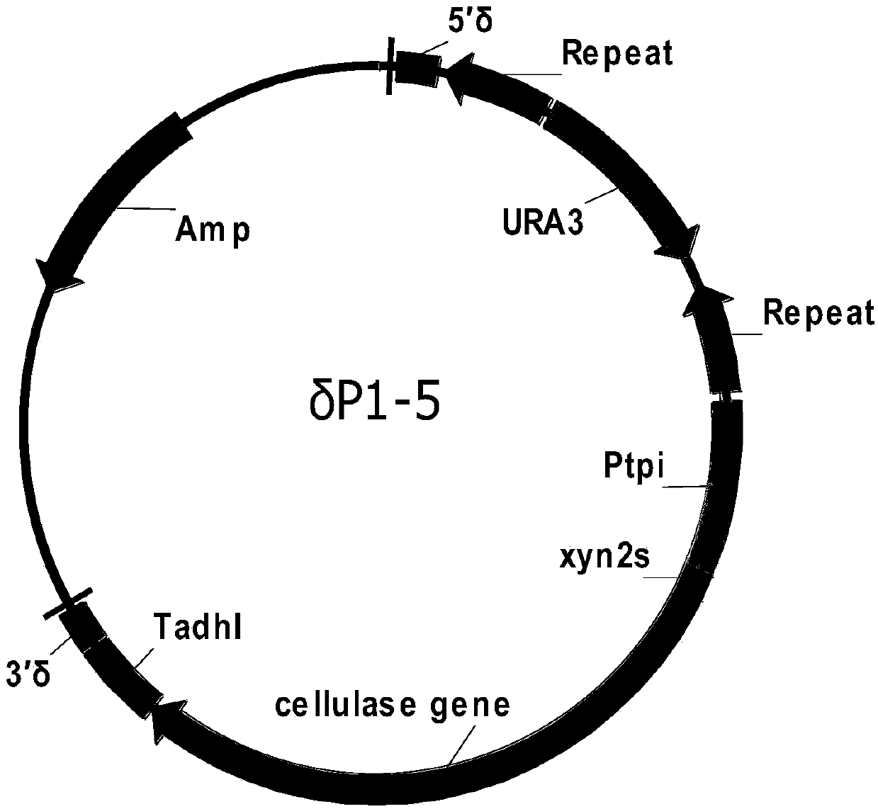 Saccharomyces cerevisiae industrial strain capable of delta integration and secretion and expression of cellulase and application thereof