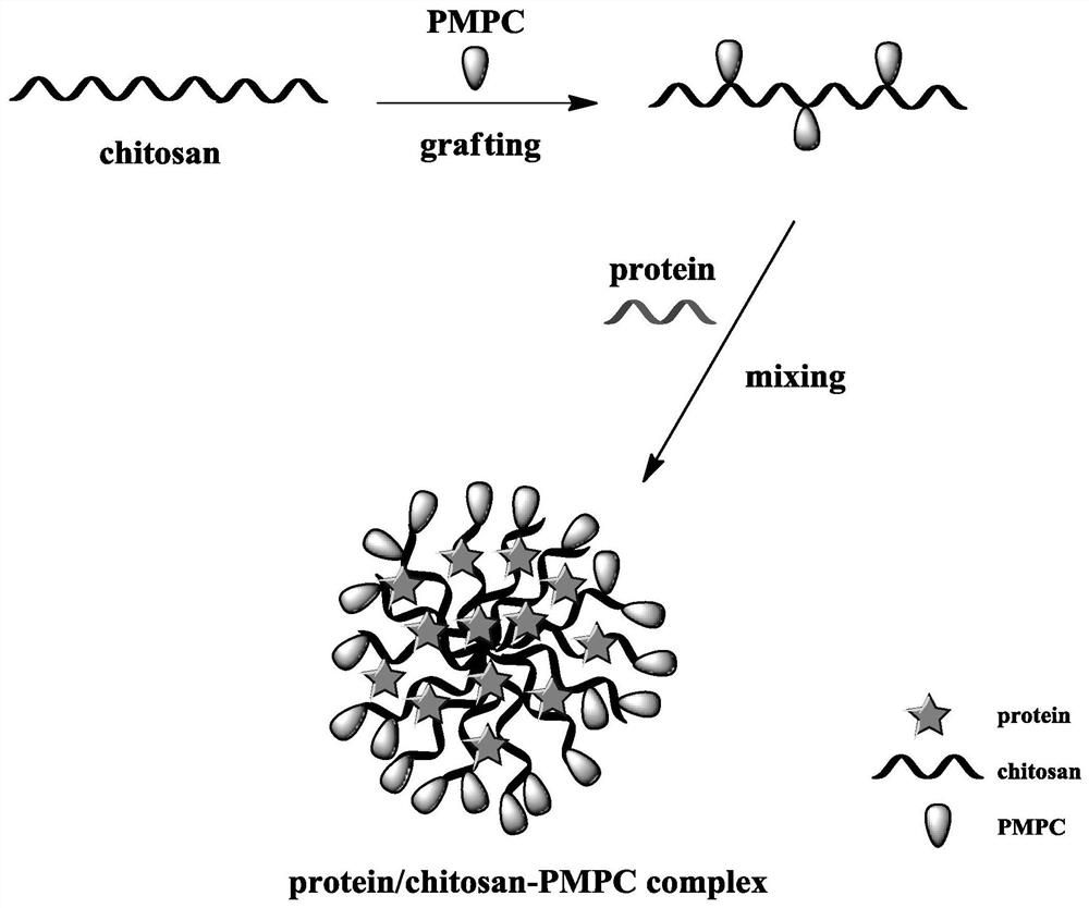 A protein carrier for cell transfection