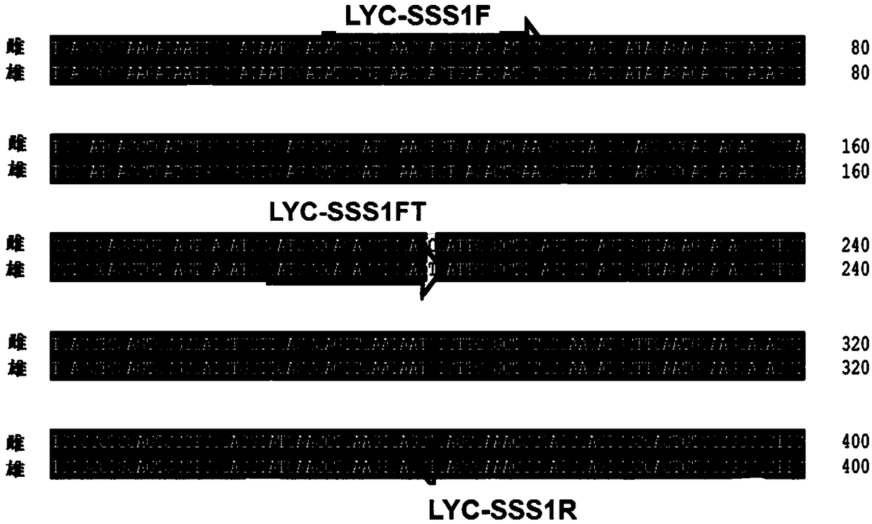 Larimichthys crocea genetic sex related SNP (Single Nucleotide Polymorphism) marker and primer and application