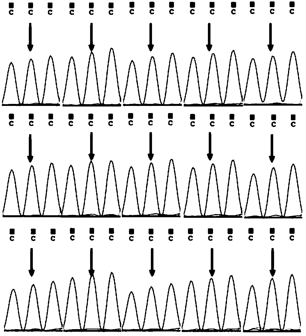 Larimichthys crocea genetic sex related SNP (Single Nucleotide Polymorphism) marker and primer and application