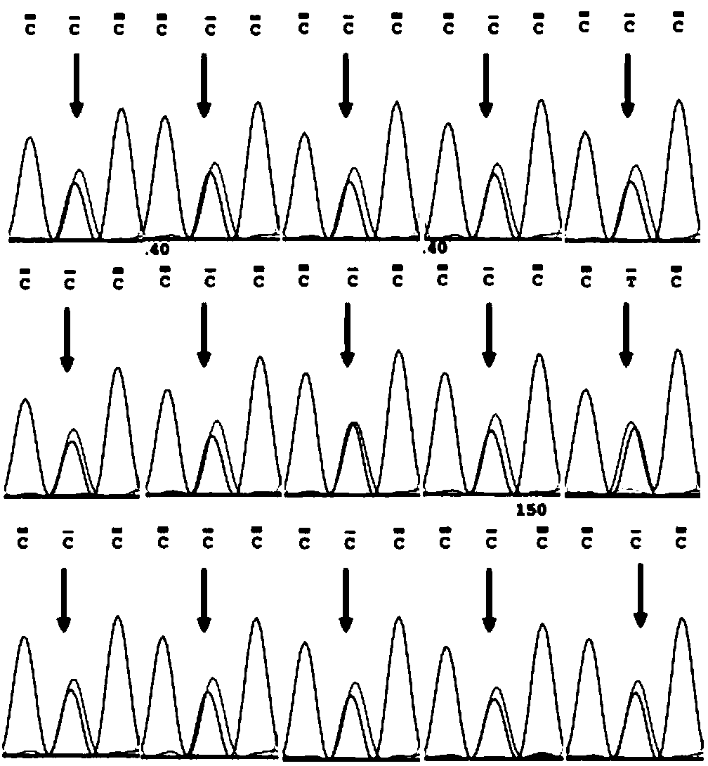 Larimichthys crocea genetic sex related SNP (Single Nucleotide Polymorphism) marker and primer and application