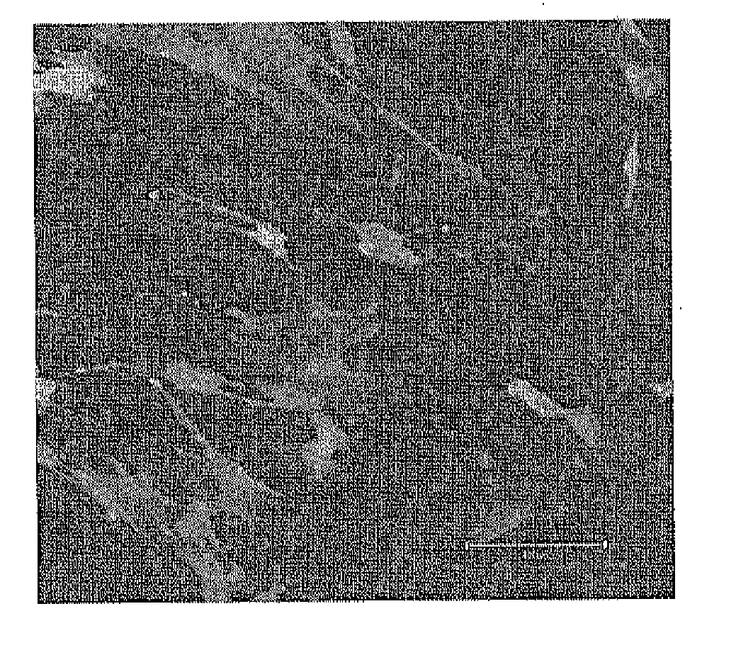 Carrier peptide fragment and use thereof