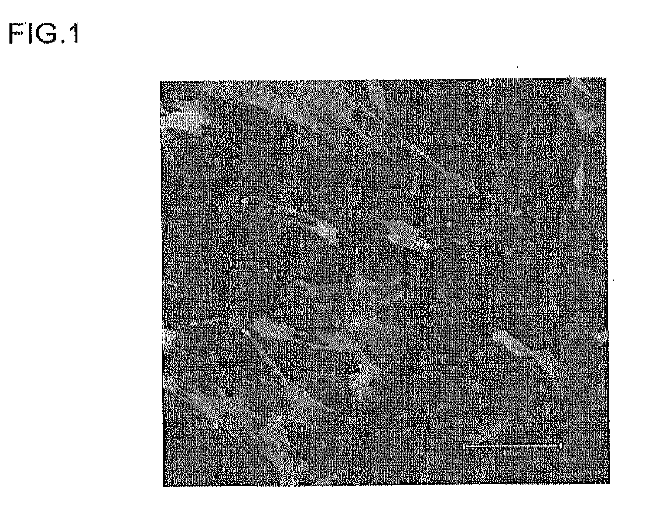 Carrier peptide fragment and use thereof