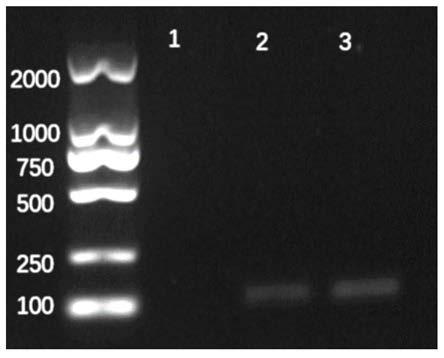 PCR amplification primer for detecting and identifying northern pacific sea area ommatostrephes species by using environmental DNA as well as detection method and application thereof