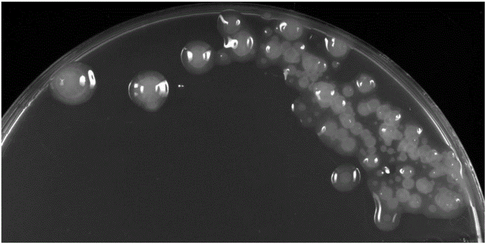 Leuconostoc mesenteroides as well as preparation method and application thereof