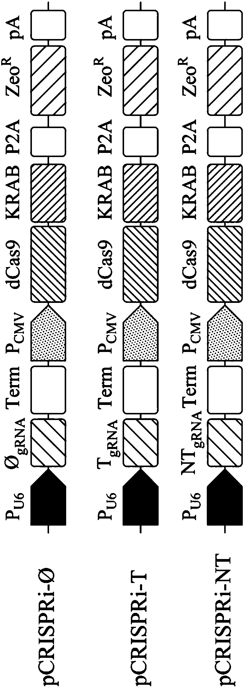 System and method realizing overexpression of target protein