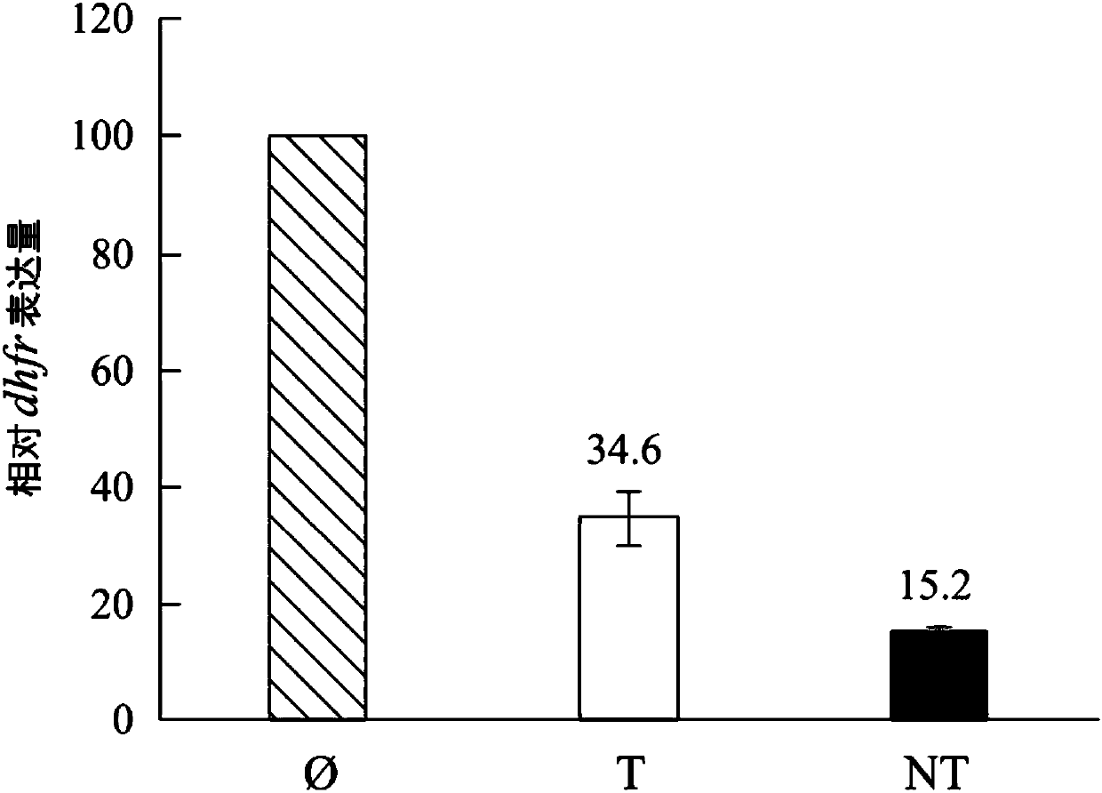 System and method realizing overexpression of target protein