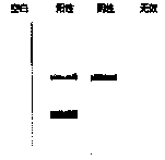 Preparation method of nucleic acid lateral flow test strip for detecting yersinia enterocolitica and application thereof