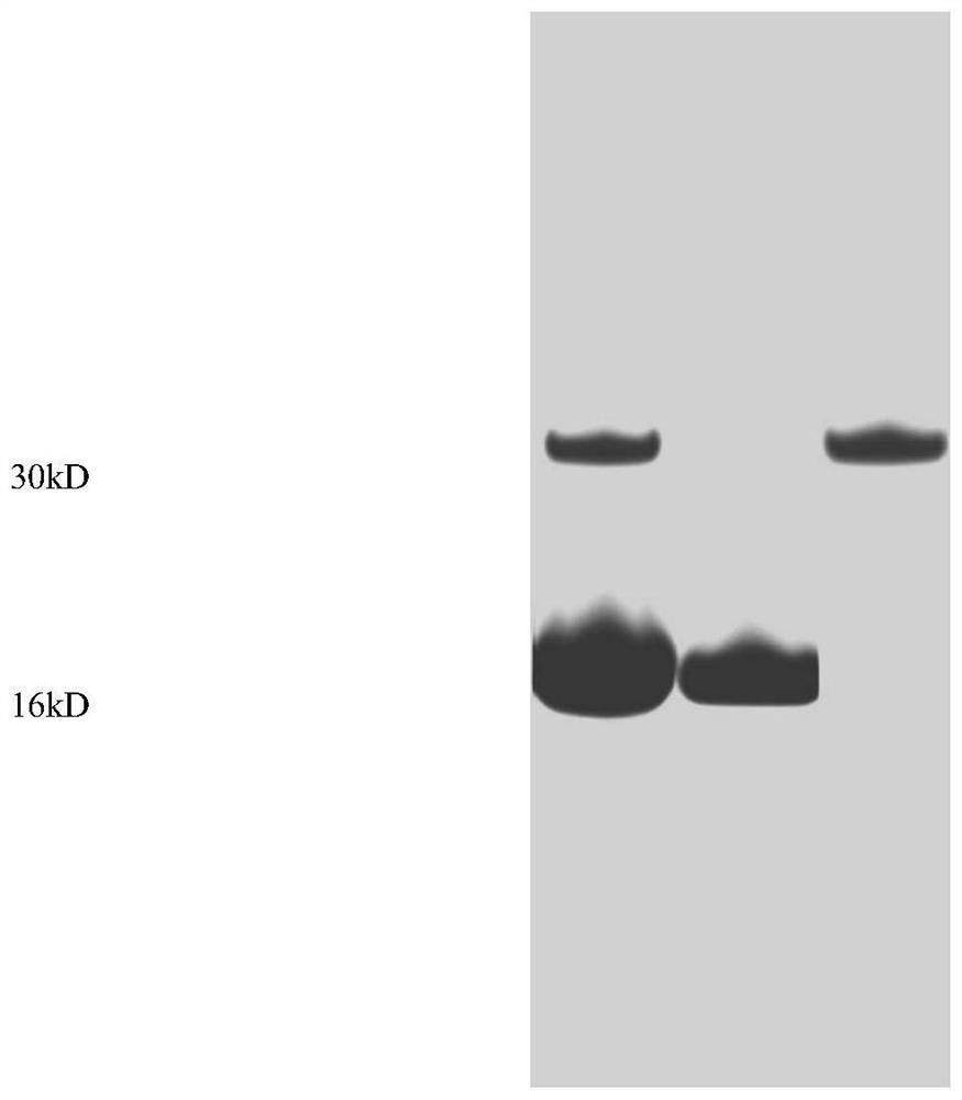 A kind of preparation method of hemoglobin without carbonic anhydrase