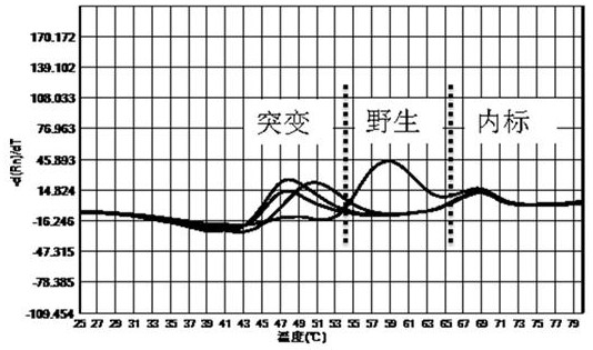 Kit for detecting helicobacter pylori drug-resistant gene polymorphism by multiple fluorescent PCR melting curve method