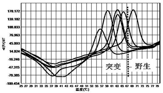 Kit for detecting helicobacter pylori drug-resistant gene polymorphism by multiple fluorescent PCR melting curve method