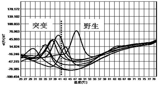 Kit for detecting helicobacter pylori drug-resistant gene polymorphism by multiple fluorescent PCR melting curve method