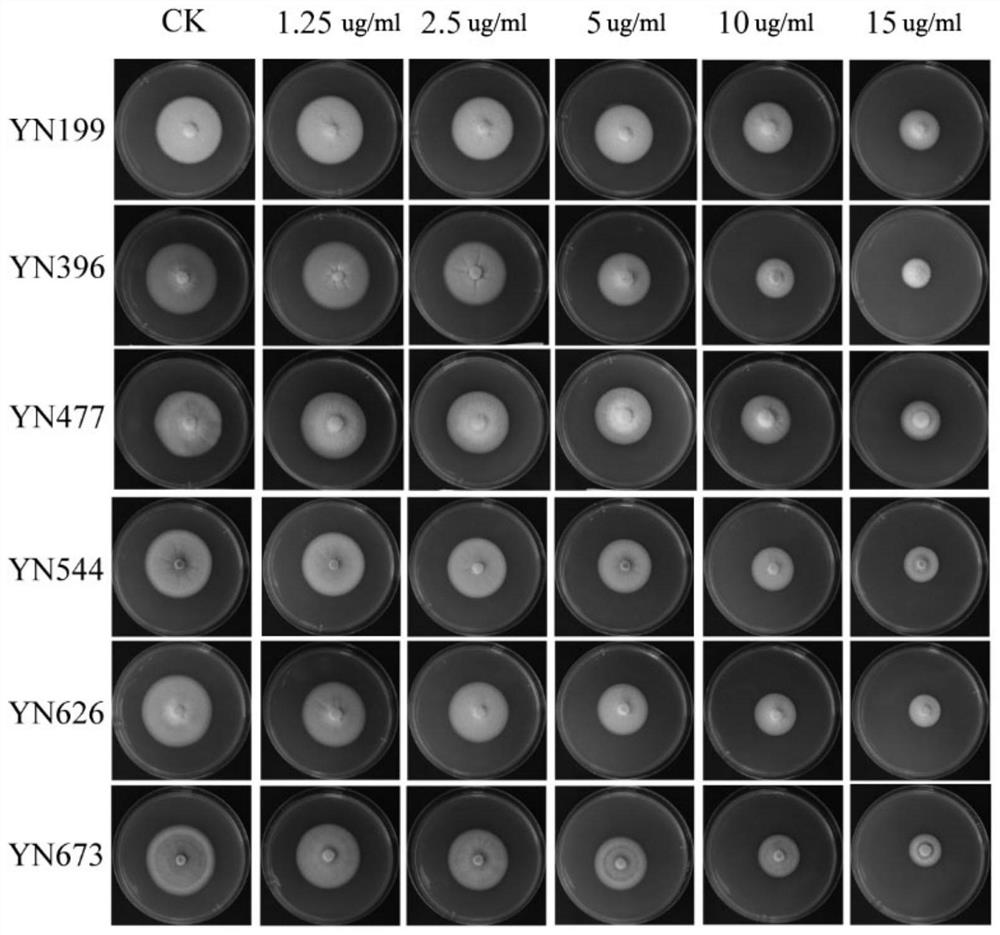 Application of 9-phenanthrenol in prevention and treatment of rice blast