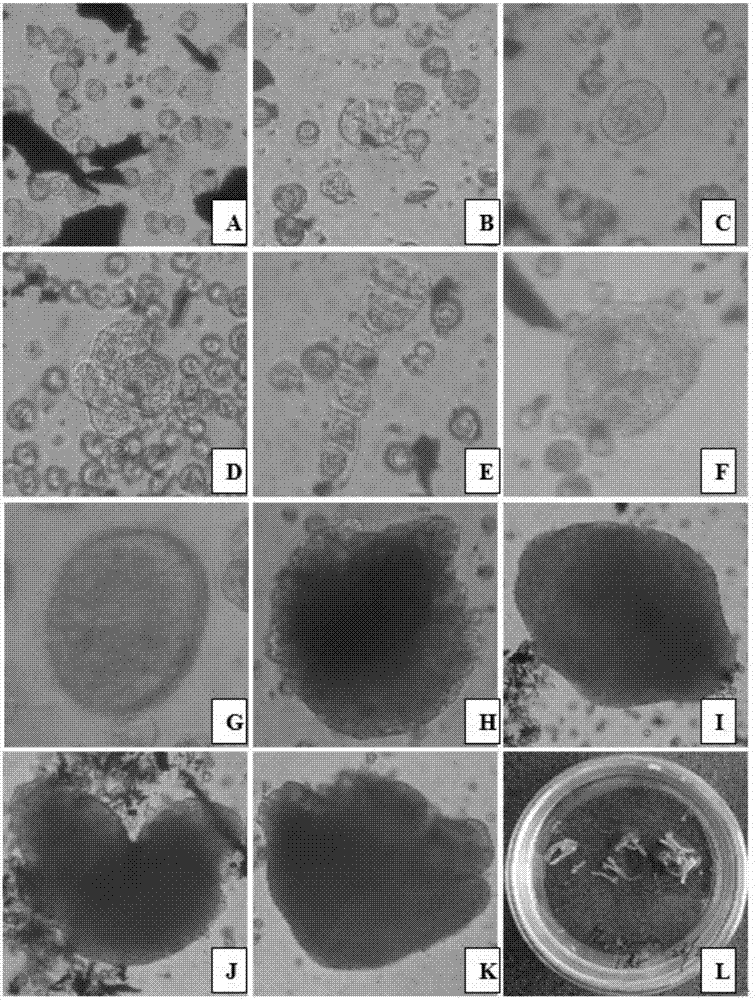 Corychophramus violaceua embryoid and plant cultivation method