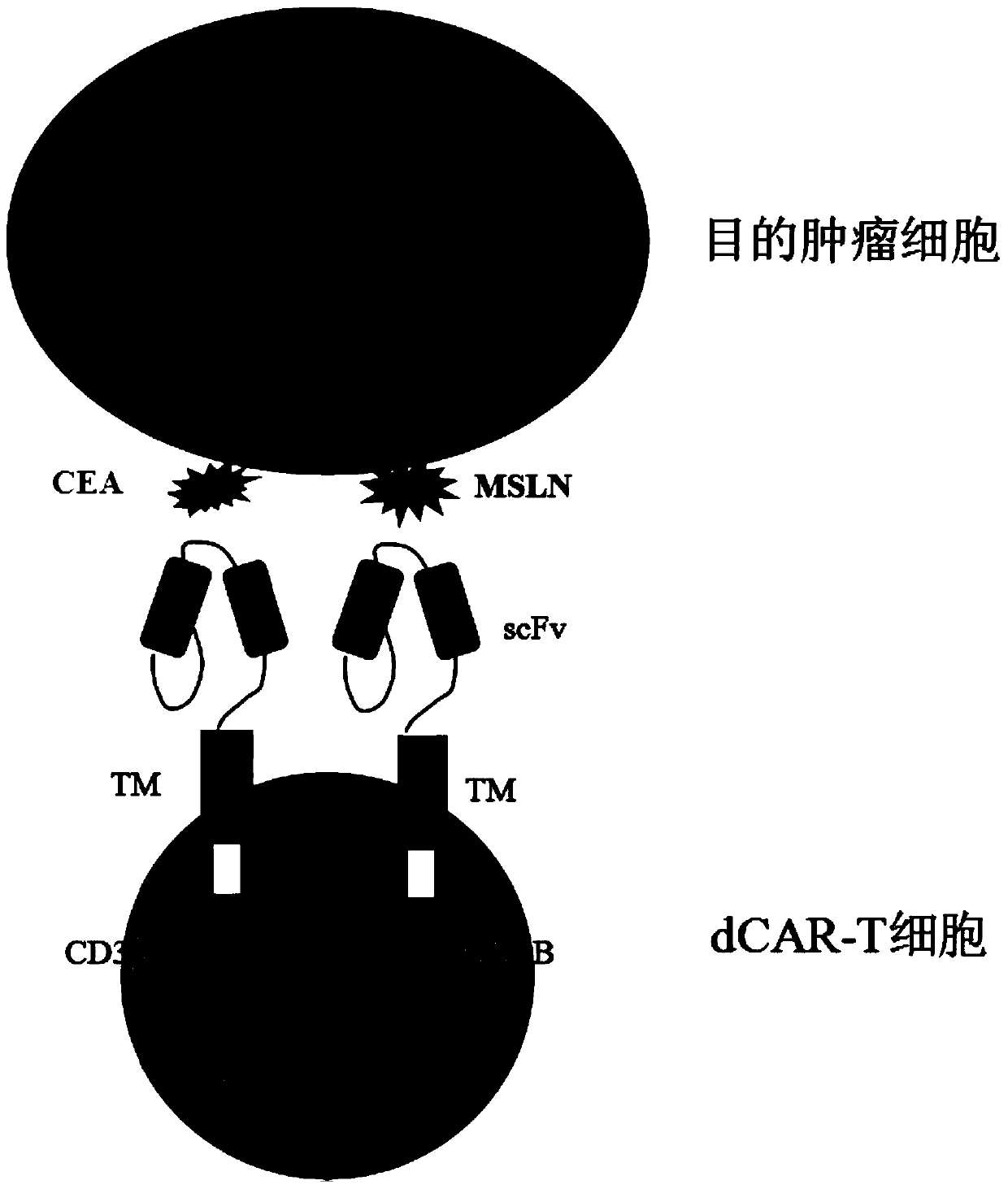 Double-chimeric antigen receptor, T cell and construction method and application thereof